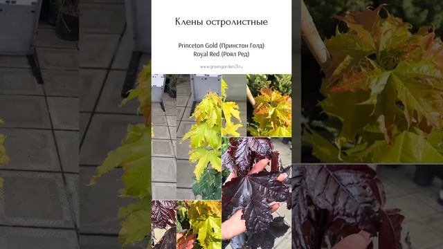 Клен остролистный Princeton Gold (Принстон Голд) Клен остролистный Royal Red (Роял Ред)