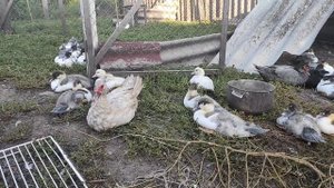 КАНИБАЛИЗМ И РАСКЛЕВ У МУСКУСНЫХ УТОК. ПРИЧИНЫ И МЕТОДЫ ЛЕЧЕНИЯ. УТКИ КЛЮЮТ ДРУГ ДРУГА. ЧТО ДЕЛАТЬ?