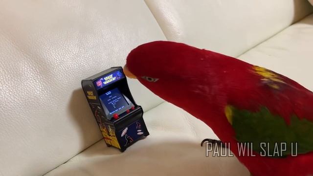Red birb is a gamer смотреть онлайн