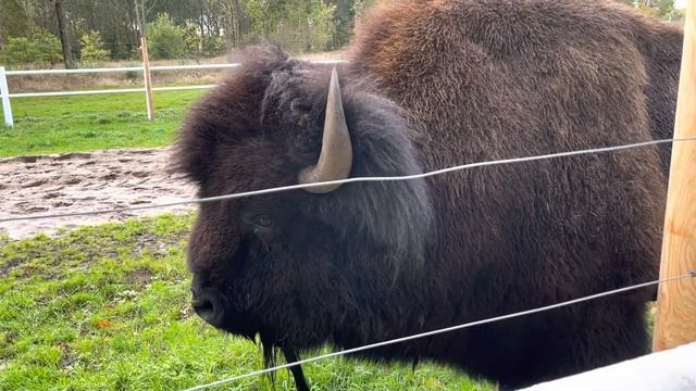 Зубры, сопли, грибы, парковка в Дании смотреть онлайн