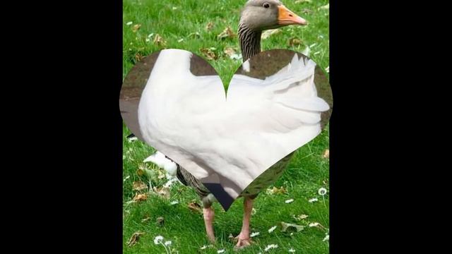 Породы Гусей / Какие бывают Гуси. смотреть онлайн