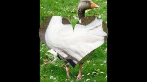 Породы Гусей / Какие бывают Гуси.