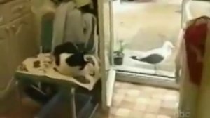 без палива))кот офигел)ахаха