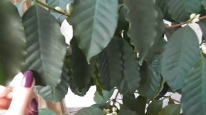 Цветение кофейного дерева в домашних условиях