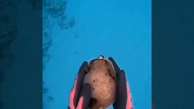 Рыбка фугу (оригинала нигде нет, поэтому вот) смотреть онлайн