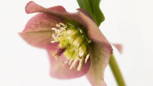 МК✨МОРОЗНИК из БЗК с Натальей Колбасовой ✨Hellebore from prote