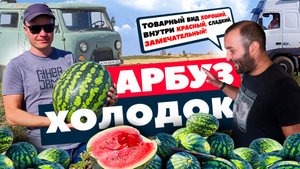 Арбуз Холодок ?
