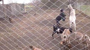 Моя схема кормления козлят.??