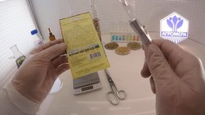 Томат Акулина. Гавриш