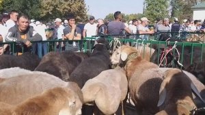 Выставка Арашанской природы овец Кыргызстан город Кара-Балта 18.09.2021год