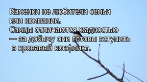 Каменка плешанка жизнь и факты интересной птицы_1080p.mp4