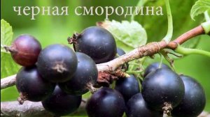 Видео для людей с Кубани. Чем отличается черная смородина от йошты.