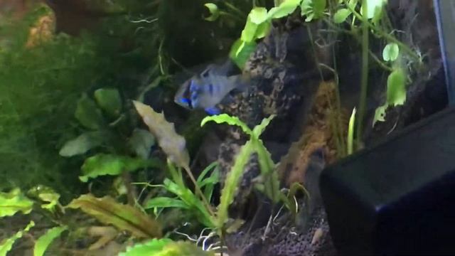 Новые обитатели аквариума 30л Тетра Аманда,Псевдамугил Паскай,Апистограмма Рамирези,Коридорас Пигме смотреть онлайн