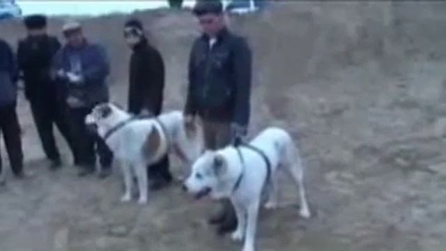 Ёлбарс сын Гарабаша линия старый Ёлбарс Туркменский Волкодав Turkmen It alabay Asian Dogs Alabai смотреть онлайн