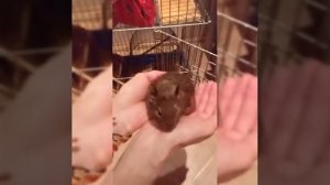 Как приручить белок Дегу?