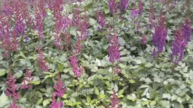 Astilbe смотреть онлайн