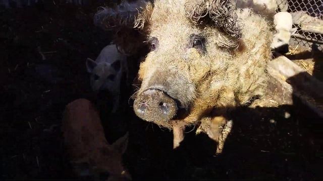 Чистопородная свиноматка породы венгерская мангалица