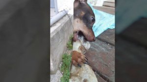 ЗВУКИ ДЛЯ СОБАК | ВКЛЮЧИ СВОЕМУ ПСУ!