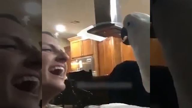 ЖИВОТНЫЕ, КОТОРЫЕ КОПИРУЮТ ЧЕЛОВЕКА " ЛЮДЕЙ " | ЛУЧШИЙ ПРИКОЛ | JOKES LIFE смотреть онлайн