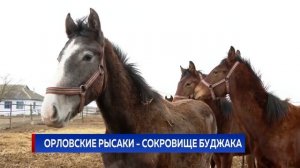 ОРЛОВСКИЕ РЫСАКИ - СОКРОВИЩЕ БУДЖАКА