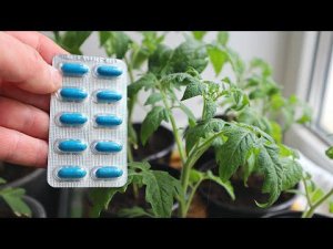 Секрет для рассады в апреле после которого стебель толстеет до 1 см в обхвате. Рассада томатов уход