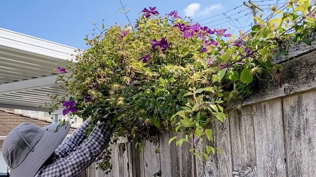 Clematis (Perrin's Pride) - Deadhead - August 25 смотреть онлайн