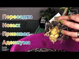 Адениум. Пересадка вновь прибывших прививок