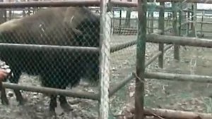 верблюд плюнул два раза!!!