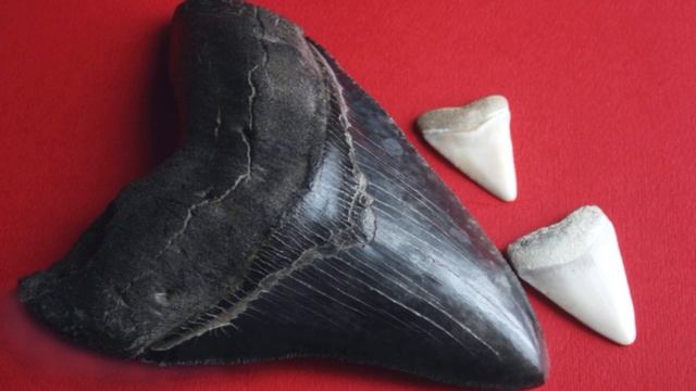9-year-old Maryland girl discovers ‘once-in-a-lifetime’ megalodon tooth смотреть онлайн
