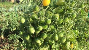 Томат Сумасшедшие вишни Барри. Многоплодные кисти, гроздевой томат