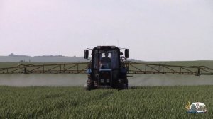 Мтз 952.2 и Мтз 80 завершают опрыскивание высокой пшеницы