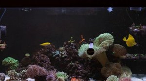 кормление рыбок в аквариуме | корм для морских рыбок | морской аквариум