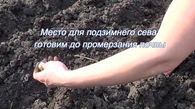 Какие цветы можно сеять под зиму, и как правильно проводить посев смотреть онлайн