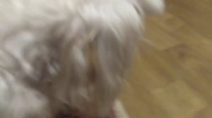 Обзор моего домашнего животного!!!!