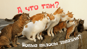 А что там? Новые видосы завезли?