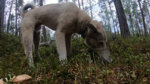 Жизнь в тайге.Забыл спички! Изба "Глухариная" строительство