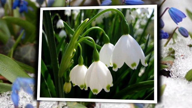 Первоцветы, милые вестники ВЕСНЫ