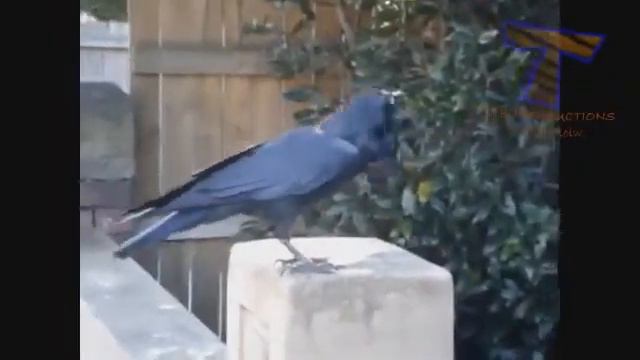 НЕВЫНОСИМАЯ ОБЕЗЬЯНА Animals can be so annoying смотреть онлайн