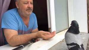 Приручение голубя продвигается, Гугля дает погладить шею/ Haw to tame a pigeon