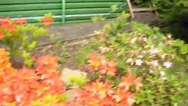 Как цветут рододендроны на Урале! смотреть онлайн