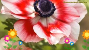 Анемона японская Биколор. Краткий обзор, описание характеристик anemone japonica Bicolor