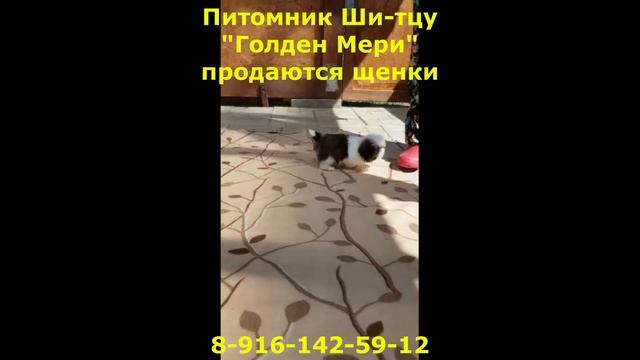 Купить щенка маленькой собачки в нашем питомнике сейчас смотреть онлайн