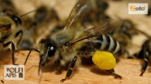 #Кашковский В. Г. Заменители пыльцы для пчел.