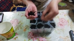 сажаем баклажаны 🍆, без пикировки