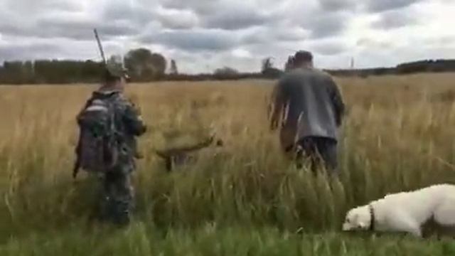 Охота на фазана в подмосковье смотреть онлайн