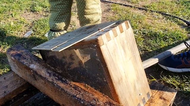 Как очистить мисочки для вывода маток? Лайфхак для матководов смотреть онлайн