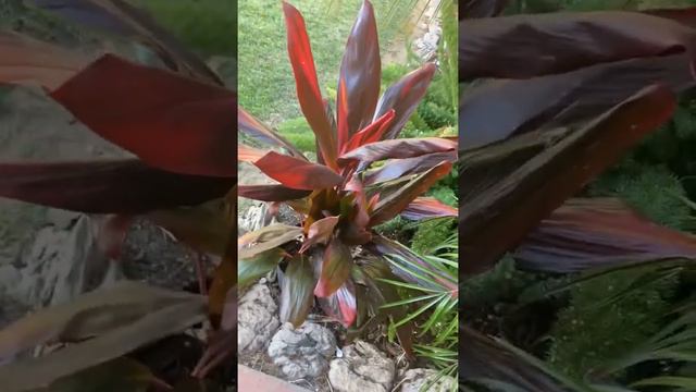 GREAT DEAL at LOWES, Hawaiian plant and Dwarf Mini Palm #plants #palm #hawaiinplant #plants #tips смотреть онлайн