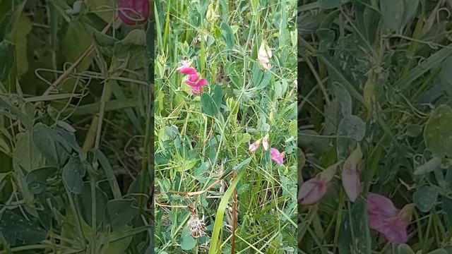 Душистый горошек, цветы / Sweet peas, flowers