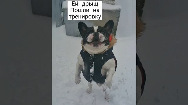 Собака качок                        #бульдог #платоша #bulldoog #franchbulldog #puppy #smile #love