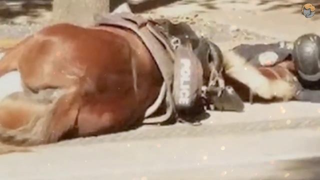 Полицейский лежал на земле рядом с лошадью. мотив трогательный. смотреть онлайн